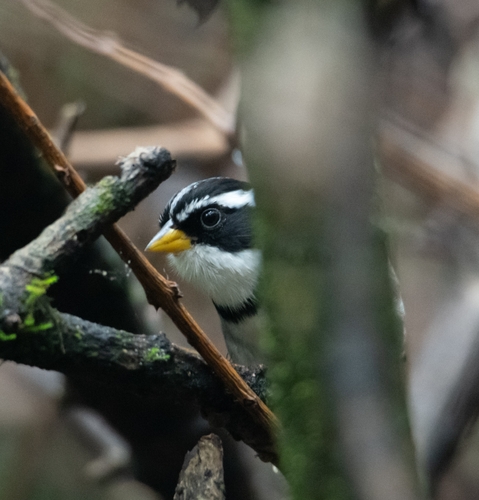 Moss-backed Sparrow (Arremon dorbignii), photo 6