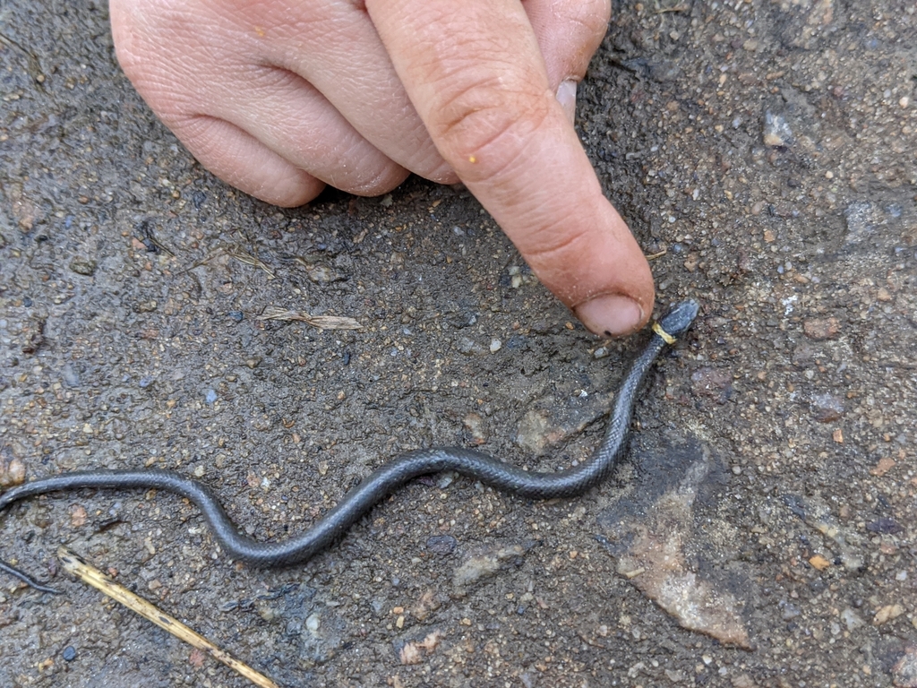 Northern Ringneck Snake from Fairfax County, US-VA, US on April 5, 2020 ...