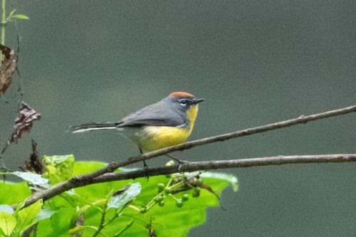 Brown-capped Whitestart (Myioborus brunniceps), photo 9