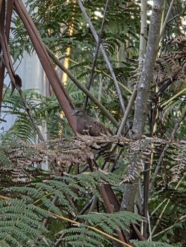 Ruddy Ground Dove