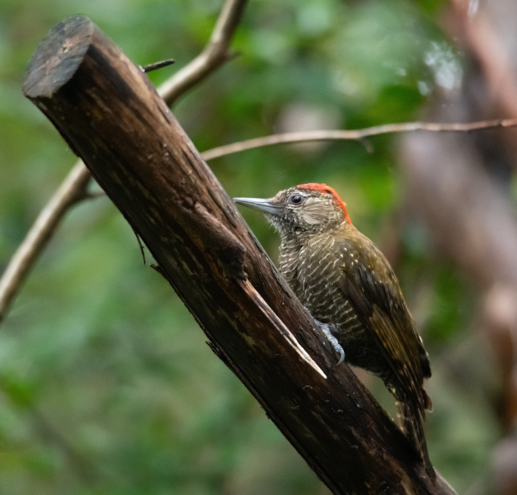Dot-fronted Woodpecker (Veniliornis frontalis), photo 3