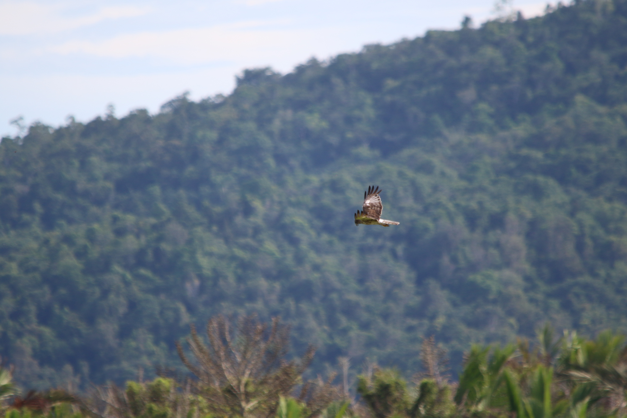 Papuan Harrier (Circus spilothorax), photo 3