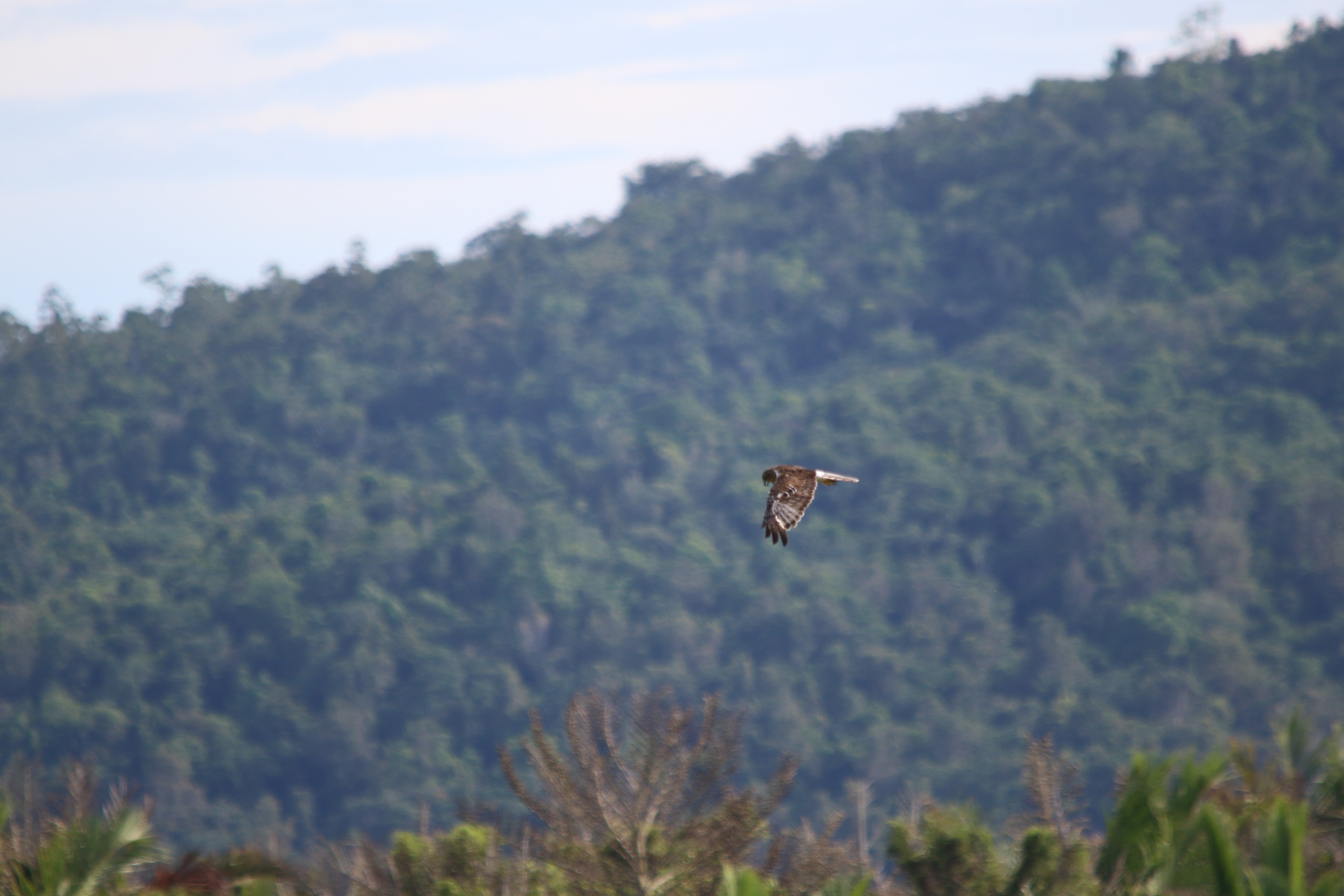 Papuan Harrier (Circus spilothorax), photo 2