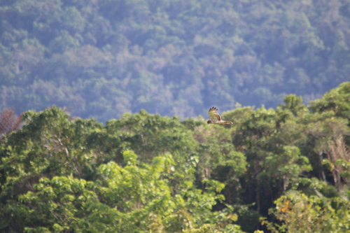 Papuan Harrier (Circus spilothorax), photo 10