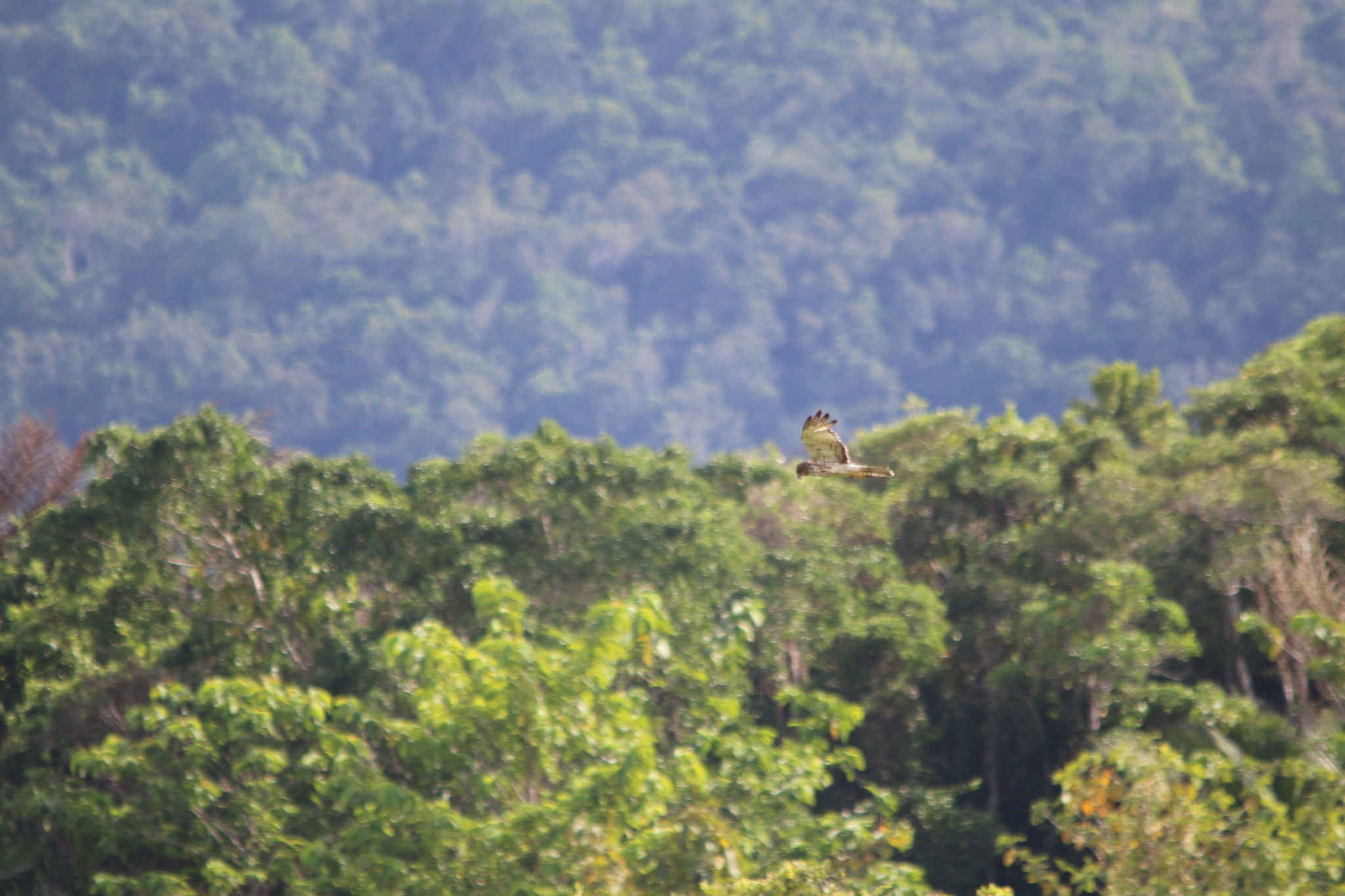 Papuan Harrier (Circus spilothorax), photo 7