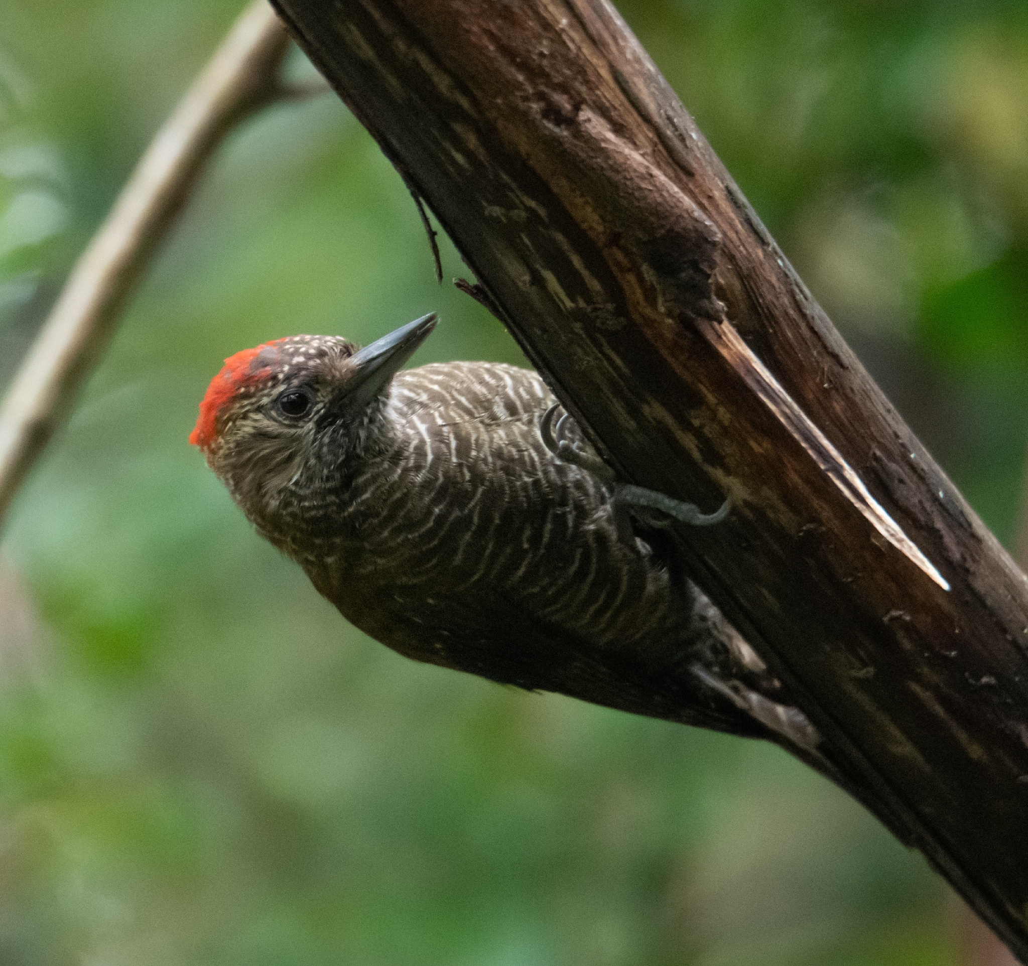 Dot-fronted Woodpecker (Veniliornis frontalis), photo 4