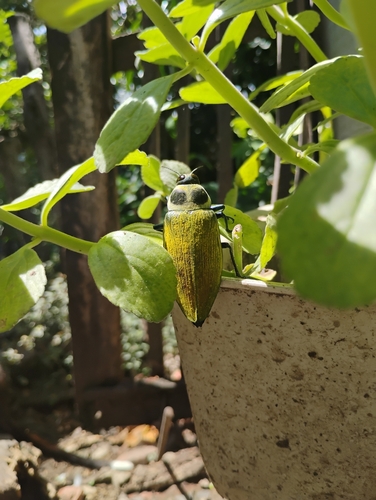 Ceiba Borer