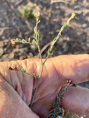 Thamnosma texana
