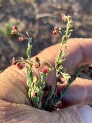 Thamnosma texana