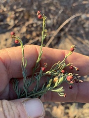 Thamnosma texana