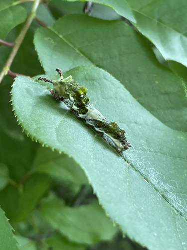 Red-spotted Admiral, photo 9 of 10