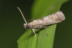 Indomyrlaea ferreotincta