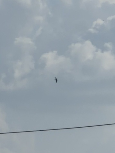 Chimney Swift observed by skyler_nix