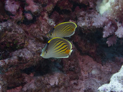 Chaetodon pelewensis