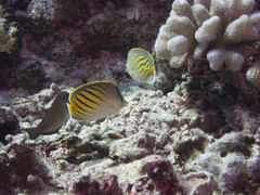 Chaetodon pelewensis