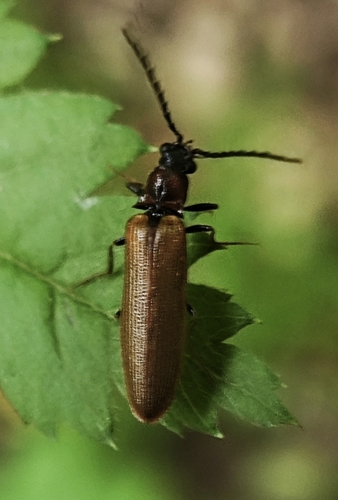 Bordered click beetle photo 5