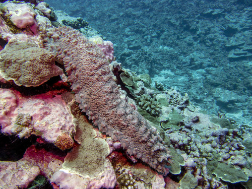 Thelenota ananas