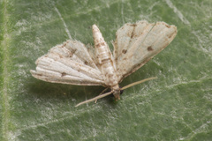 Sufetula