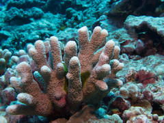 Montipora angulata