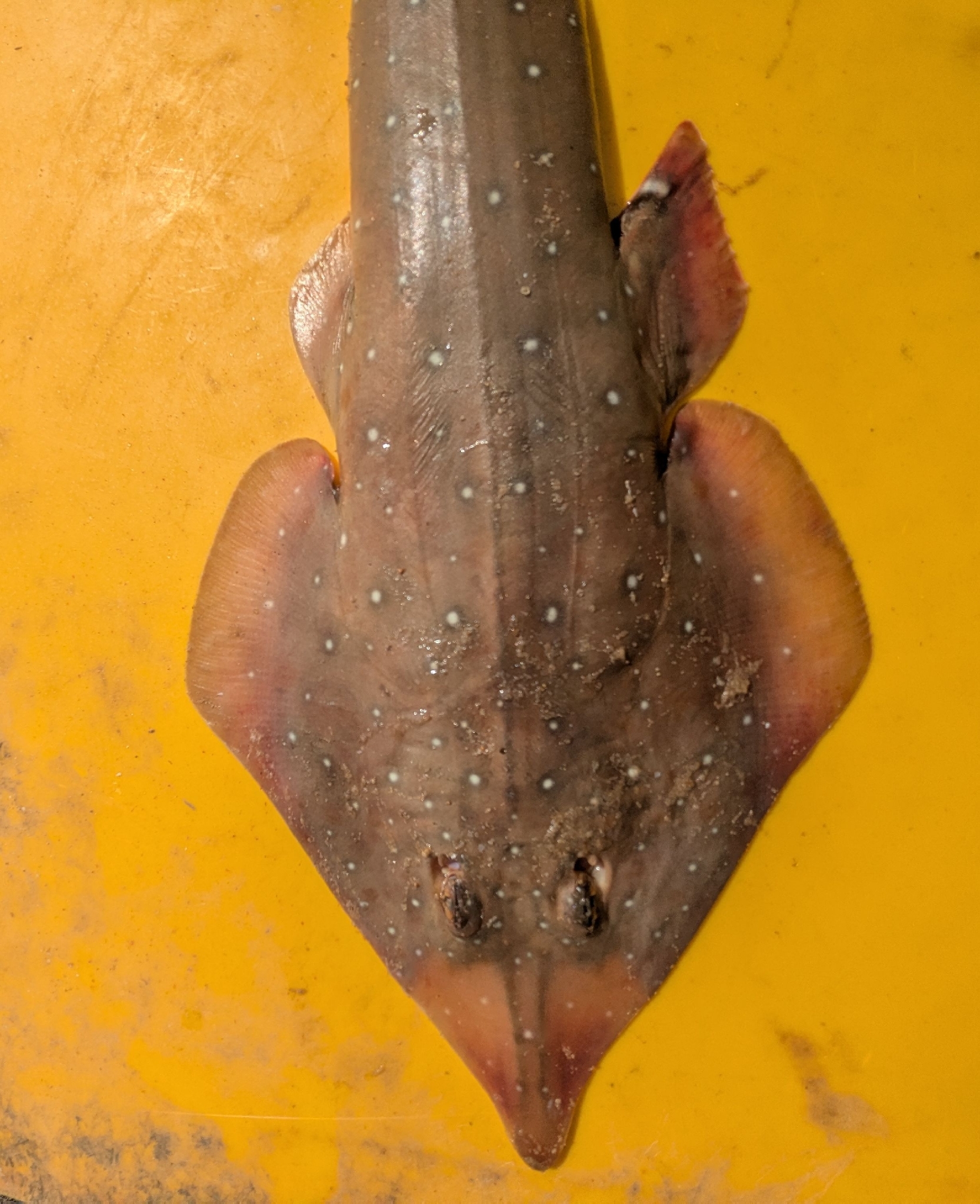 Whitespotted Guitarfish photo 3