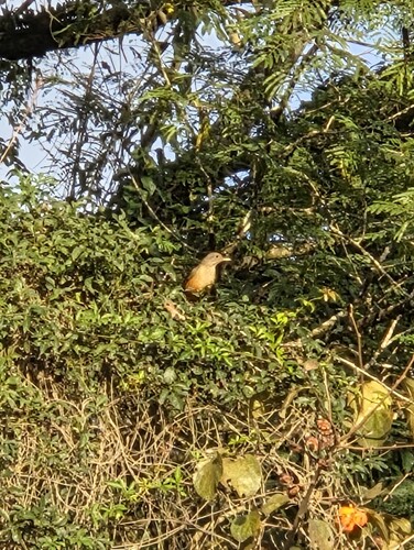 Rufous-bellied Thrush