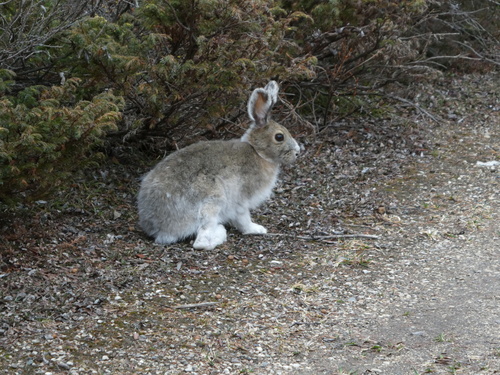 Snowshoe Hare observed by meggo_edgar