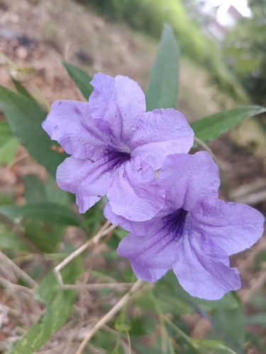 Mexican Ruellia