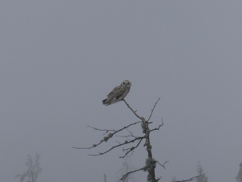 Short-eared Owl observed by meggo_edgar