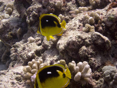 Chaetodon quadrimaculatus