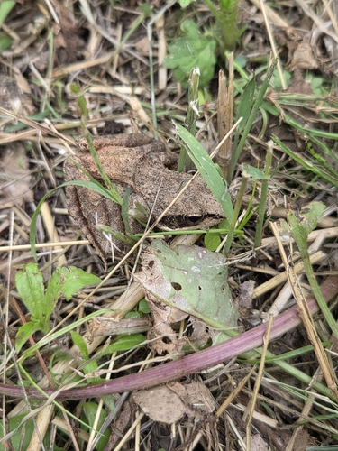 Wood Frog observed by eryan776