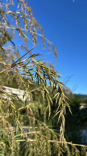 Cymbopogon nardus observed 2026-06-03