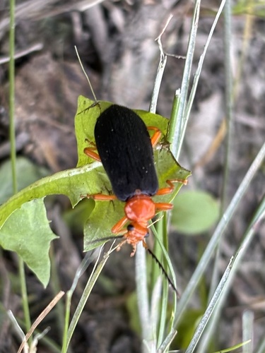 Fan-shaped Fire-colored Beetle photo 6