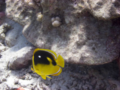 Chaetodon quadrimaculatus