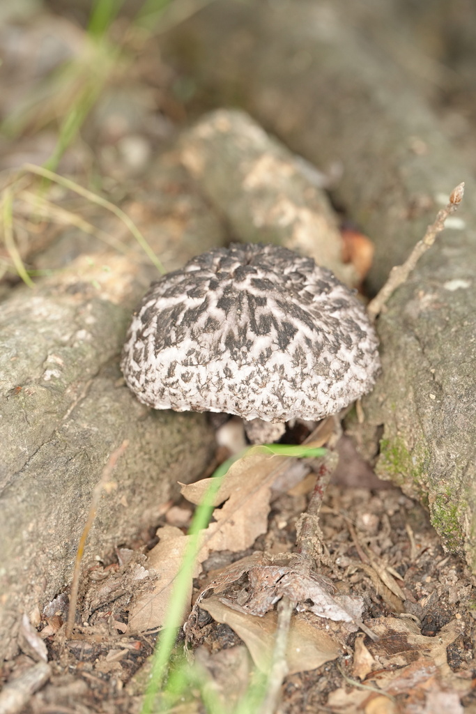 Old-man-of-the-woods · June 2026 · photo: Photo: (c) Brandon Johnson, some rights reserved (CC BY) · iNaturalist