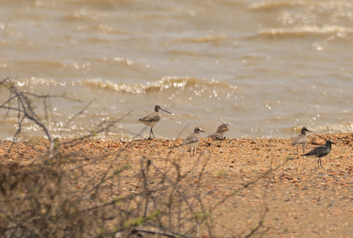 iNaturalist image