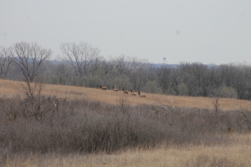 Elk photographed in Kansas