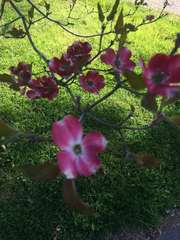 Cornus florida