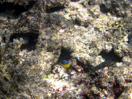 Stethojulis bandanensis