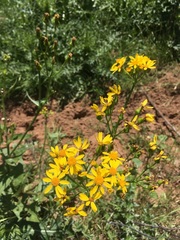 Senecio ampullaceus
