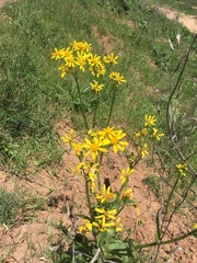 Senecio ampullaceus