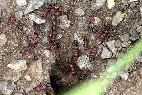 Nodal Desert Ant