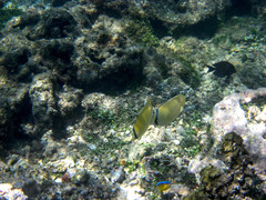 Chaetodon citrinellus