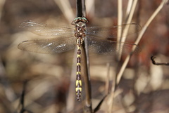 Cordulegaster bilineata