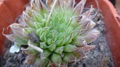 Haworthia nortieri