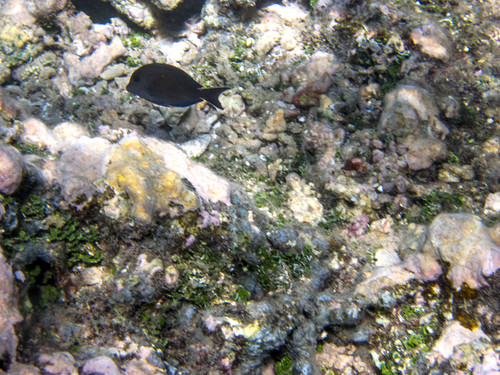 Ctenochaetus striatus