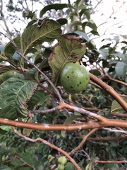 Psidium guajava