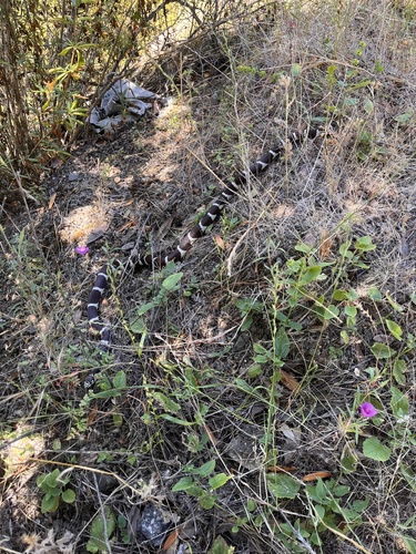 California King Snake observed by opossumprincess