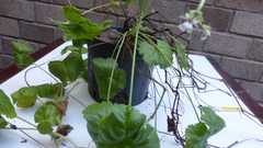 Pelargonium mollicomum