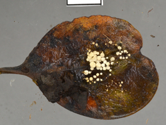 Physalacria stilboidea