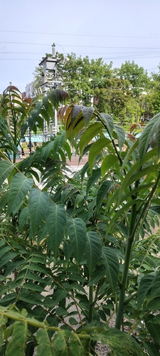 tree-of-heaven